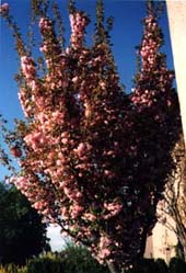 kirschbaum frühling